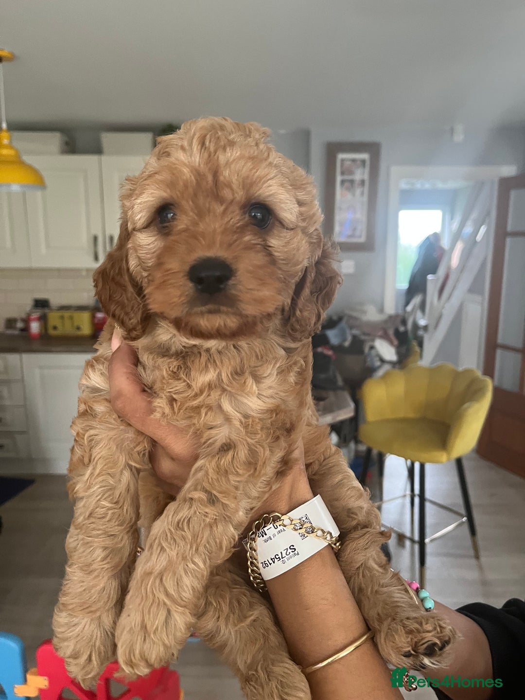 Cavapoo dogs for sale: Cavapoo  - Image 6