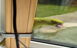 Ringnecks birds for sale: Stunning Green Female Ringneck Parakeet and cage  - Image 5