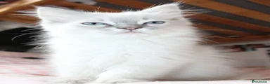 Ragdoll 1