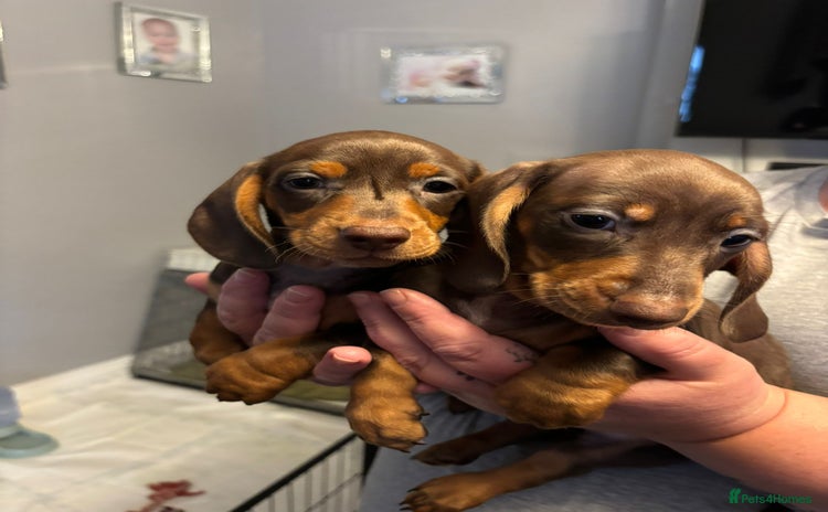 Miniature Dachshund dogs - Advert 9