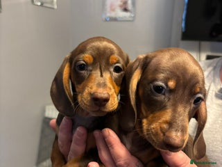 Miniature Dachshund dogs Kc registered Miniature dachshund puppies - Advert 9