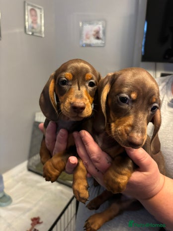 Miniature Dachshund dogs - Advert 9