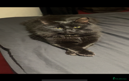 Maine Coon cats for sale: Beautiful kittens for sale  - Image 5