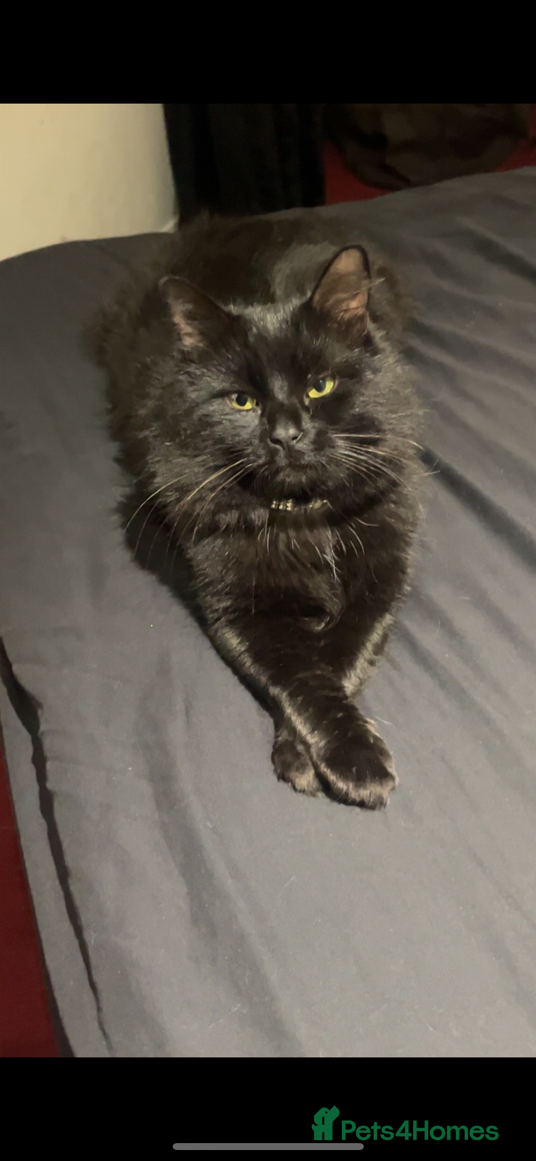 Maine Coon cats for sale: Beautiful kittens for sale  - Image 5