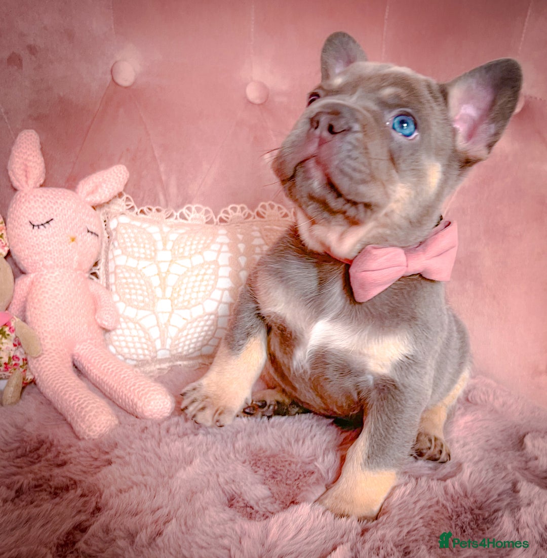 French Bulldog dogs for sale: 🌸BEAUTIFUL PUPPIES LILAC&TAN,FLUFFY,TESTABLE🌸 - Image 4