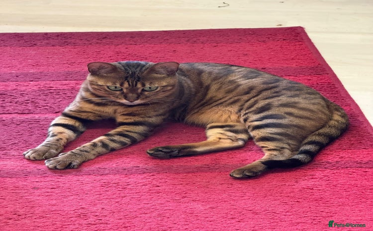 Bengal cats in London - Advert 12