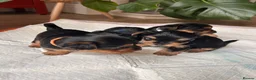 Yorkshire Terrier dogs for sale: Beautiful Yorkshire terrier puppies - Advert 6