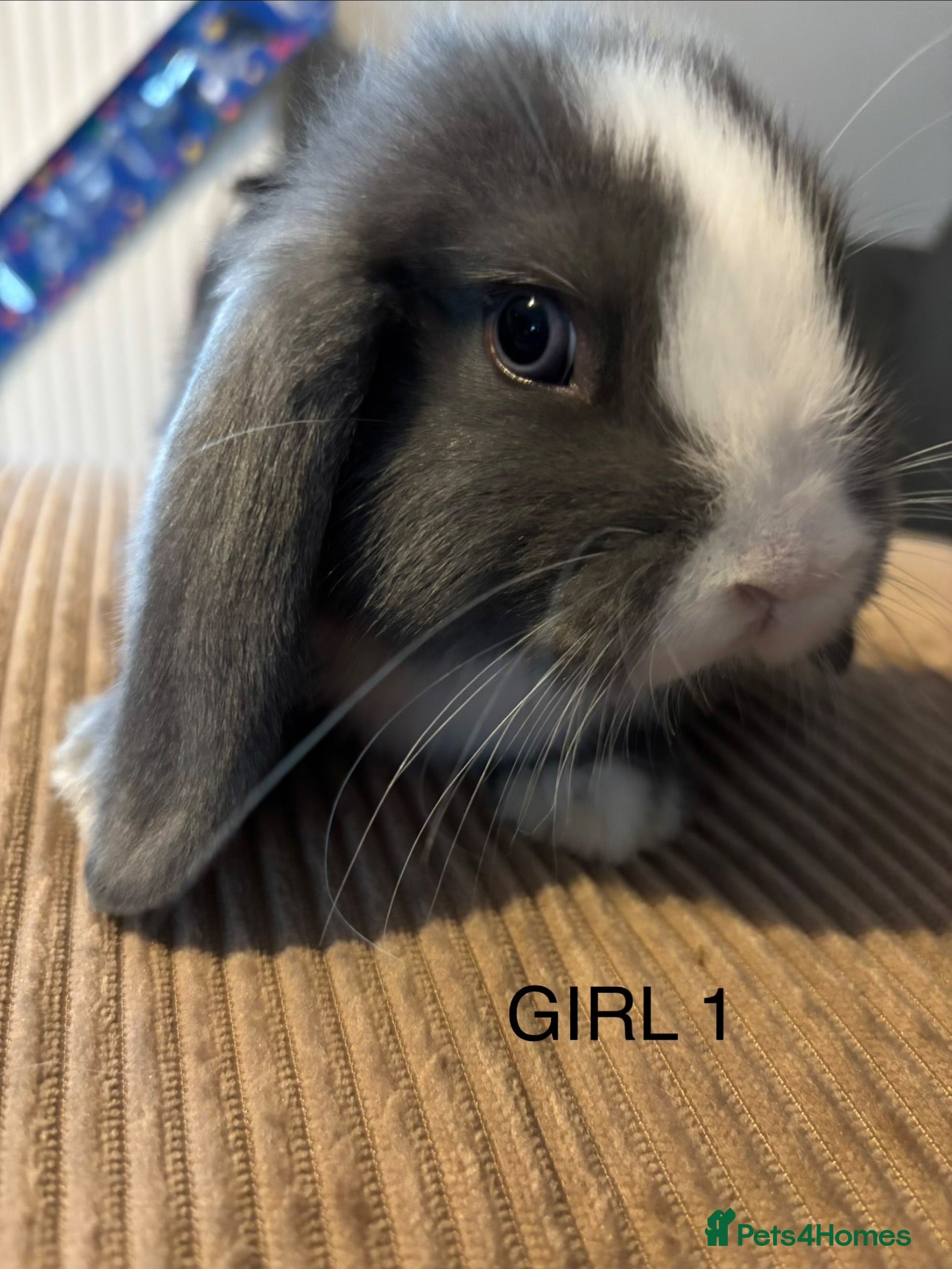 Mini Lop rabbits Mini lop Litter ready now  - Advert 8