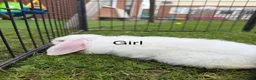 Mixed Breed rabbits for sale: Baby rabbits  in Chelmsford - Advert 2