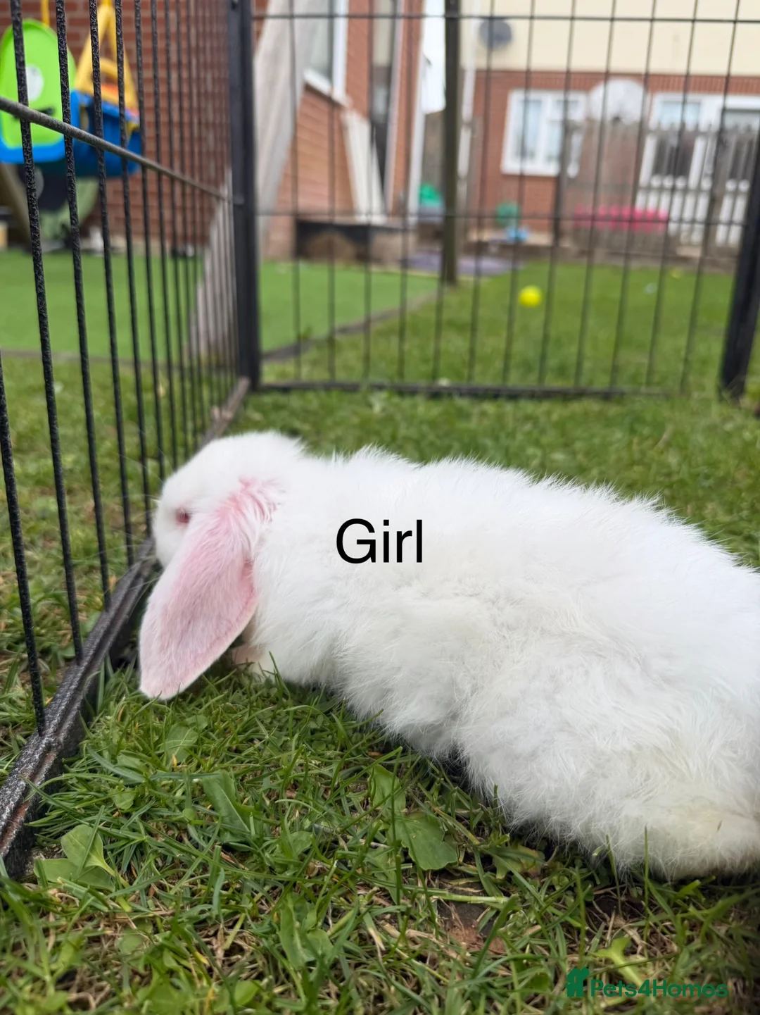Mixed Breed rabbits for sale: Baby rabbits  in Chelmsford - Advert 2
