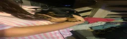 Mixed Breed dogs for sale: 4 French wieners  - Advert 14