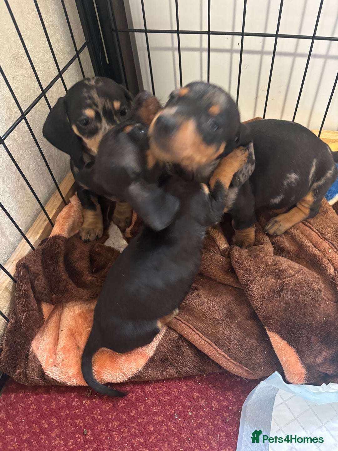 Dachshund dogs for sale: READY to leave dachshund puppy’s for sale  - Image 23
