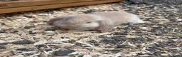French Lop rabbits for sale: Beautiful French lop rabbits  - Advert 4