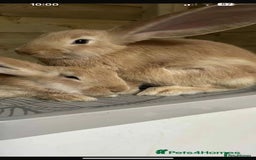 Continental Giant rabbits for sale: 2 sisters ready now - continental giant  - Image 1