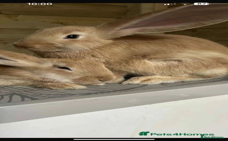 Continental Giant rabbits - Advert 3