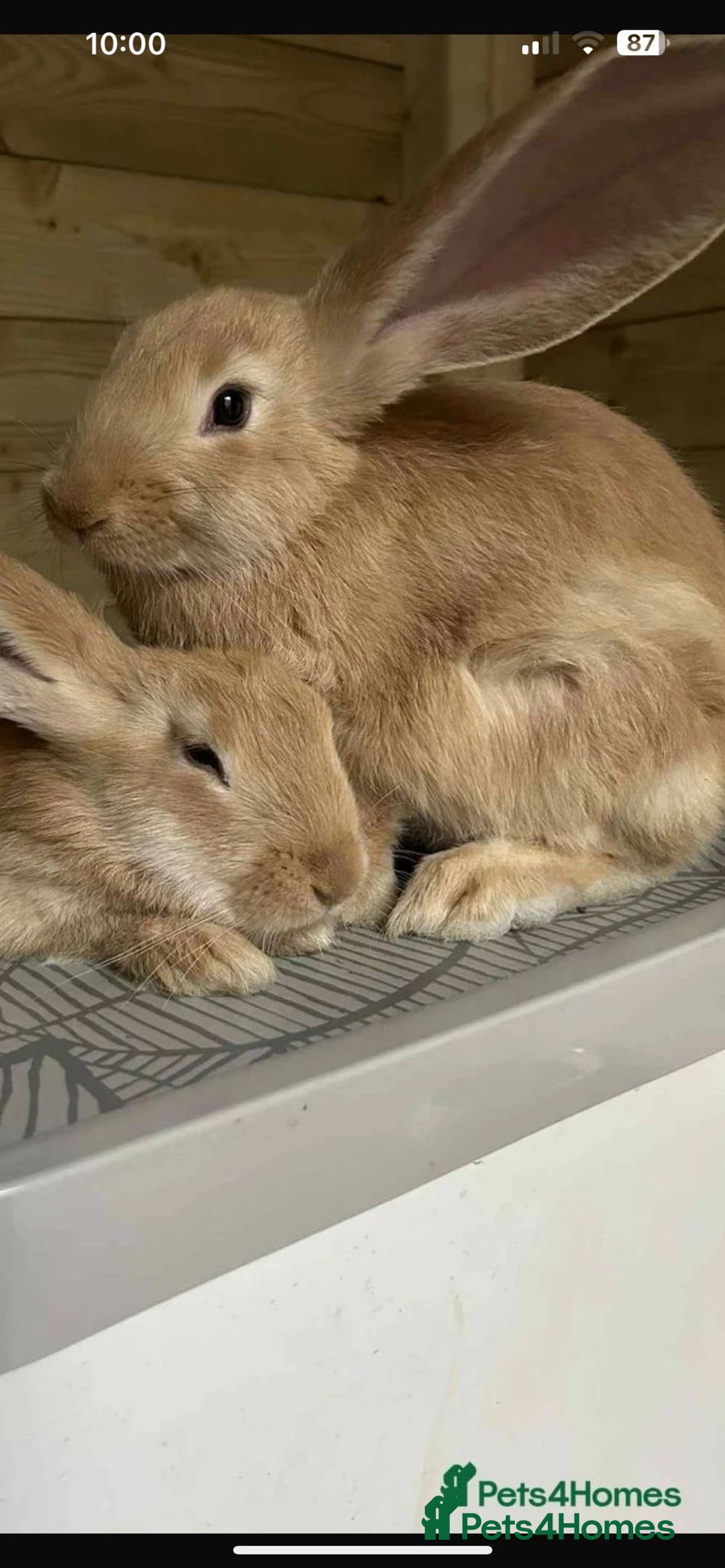 Continental Giant rabbits for sale: 2 sisters ready now - continental giant  - Image 1
