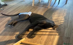 Cane Corso dogs for sale: Chunky cane corso puppies for sale ICCF registered - Image 7
