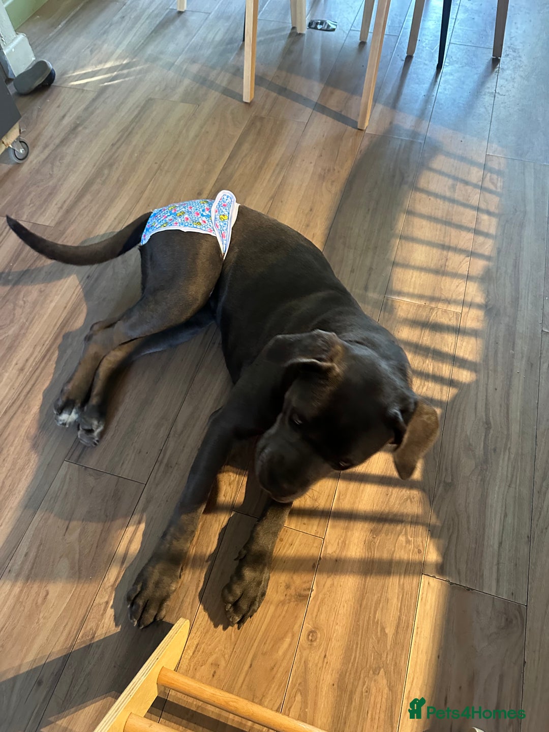 Cane Corso dogs for sale: Chunky cane corso puppies for sale ICCF registered - Image 7