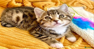 Mixed Breed cats - Advert 5