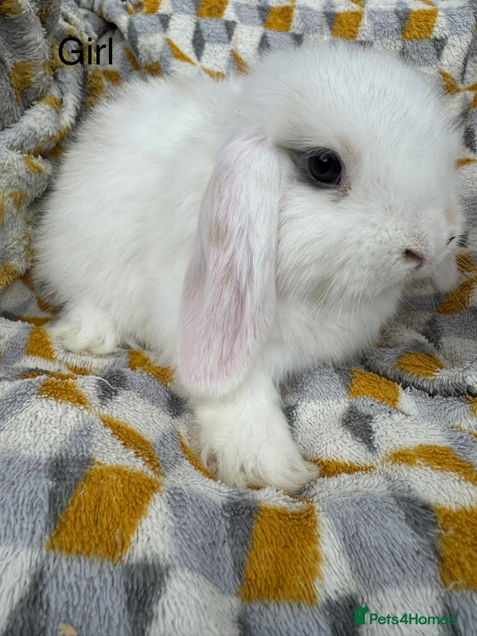 Mini Lop rabbits Beautiful mini lops Ready now  - Advert 2