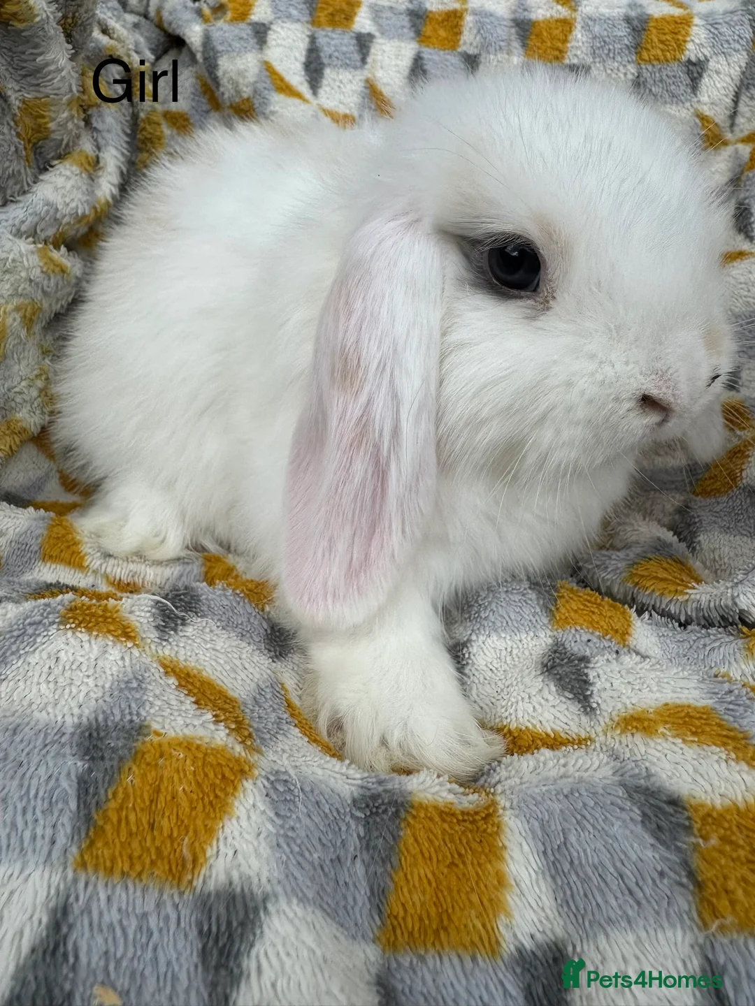 Mini Lop rabbits for sale: Beautiful mini lops Ready now  - Advert 2