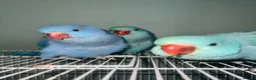 Ringnecks birds for sale: Hand reared indian ringneck babies - Advert 20
