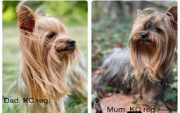 Yorkshire Terrier dogs for sale: Outstanding KC reg purebred Yorkshire terriers - Image 5