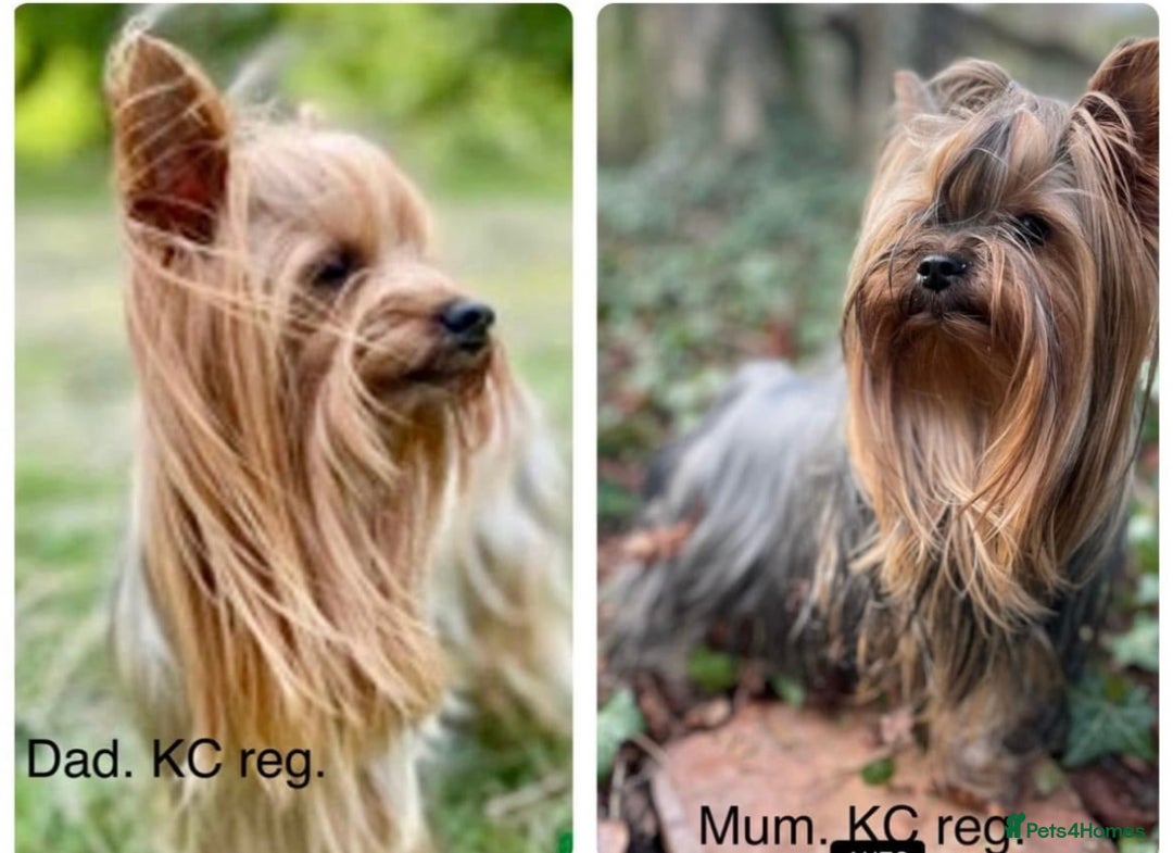 Yorkshire Terrier dogs for sale: Outstanding KC reg purebred Yorkshire terriers - Image 5