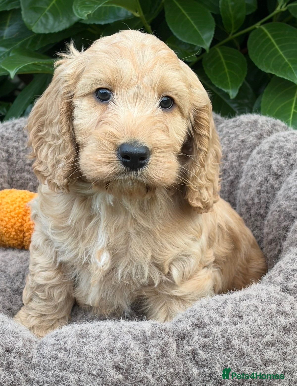 Cockapoo dogs Cockapoo males and females  - Advert 6