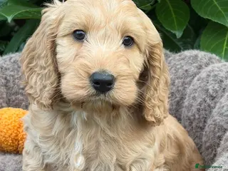 Cockapoo dogs Cockapoo males and females - Advert 6