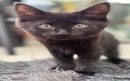Mixed Breed cats for sale: Beautiful kittens!!!!! READY NOW!!! - Image 11