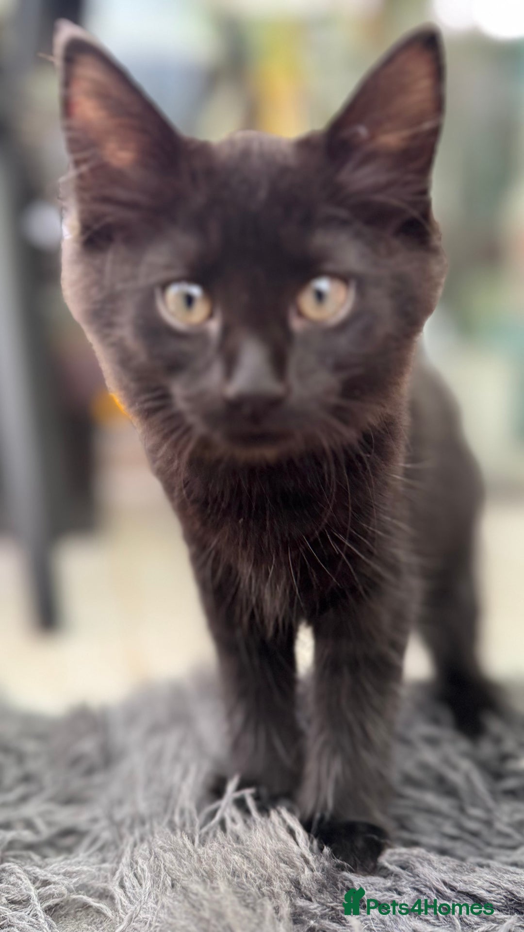 Mixed Breed cats for sale: Beautiful kittens!!!!! READY NOW!!! - Image 11