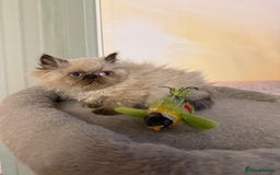 Persian cats for sale: Persians colour point  - Image 11
