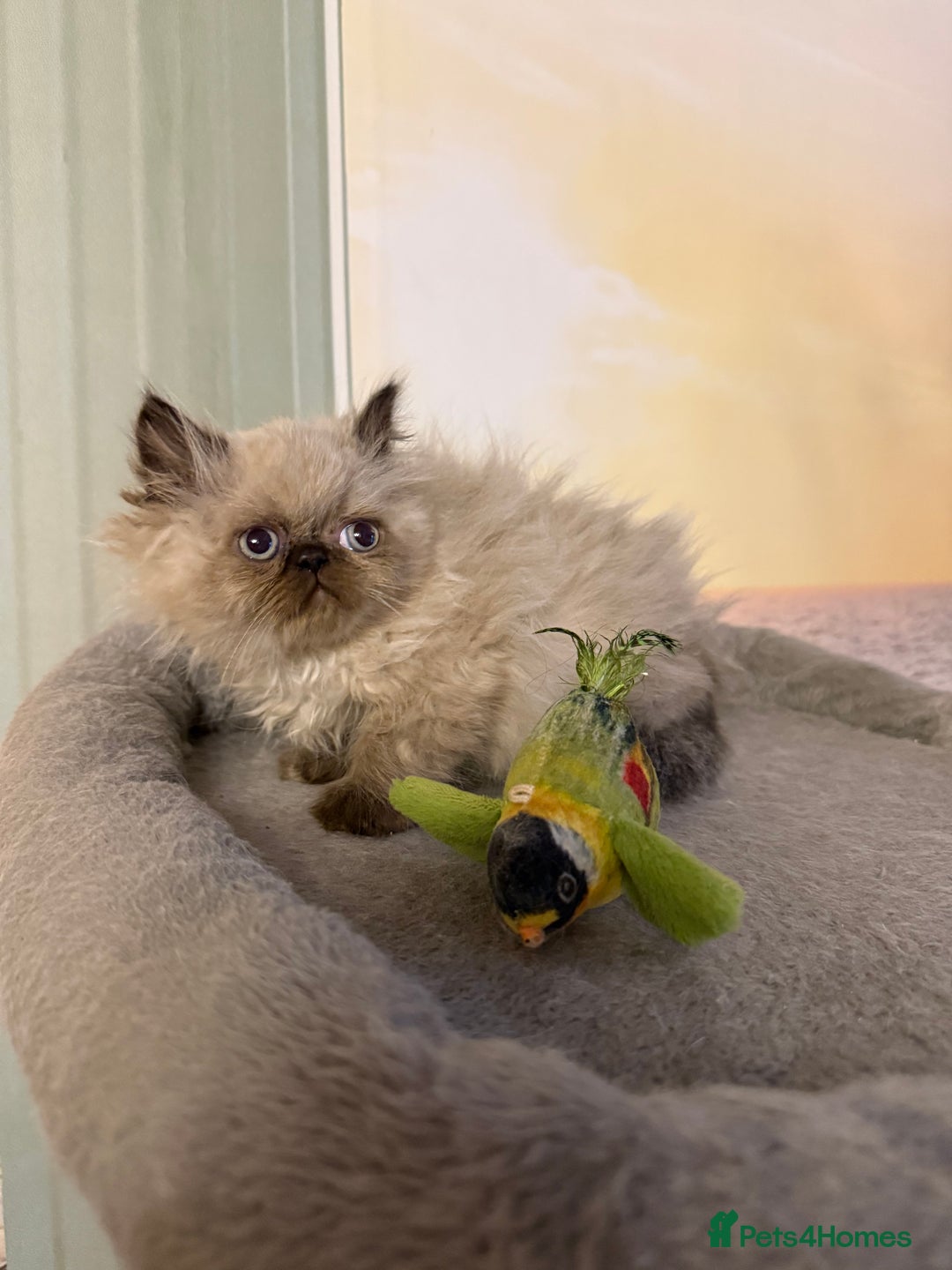 Persian cats for sale: Persians colour point  - Image 11