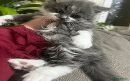 Mixed Breed cats for sale: Cute British Mix Kittens Looking for New Homes - Image 13