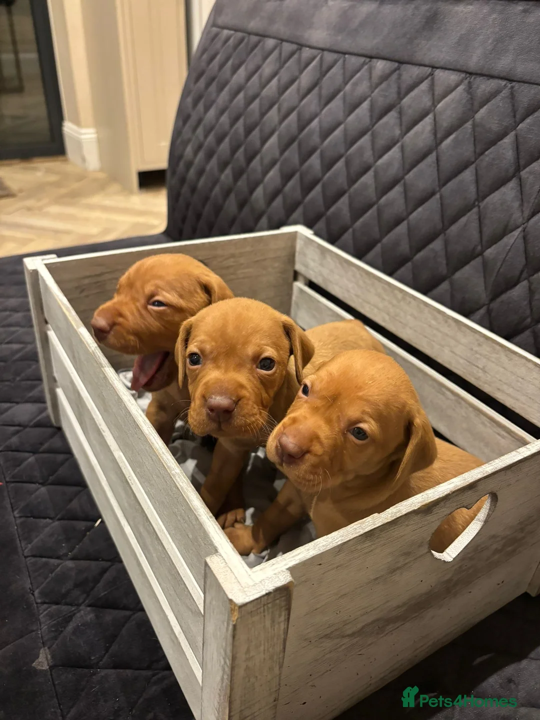 Hungarian Vizsla dogs for sale: Hungarian Vizsla KC Puppies excellent Pedigree - Advert 5