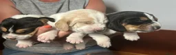 Basset Hound dogs for sale: Stunning KC Basset Hound Pups - Advert 8