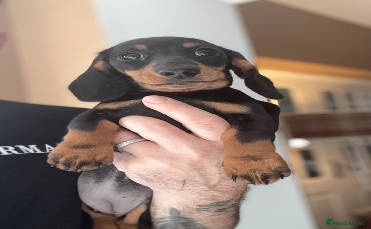 Miniature Dachshund dogs - Advert 3