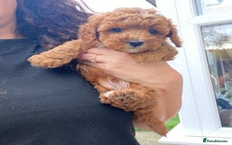 Cavapoochon dogs for sale: Cavapoochon  - Image 4