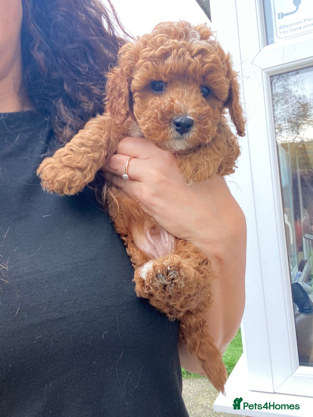 Cavapoochon dogs for sale: Cavapoochon  - Image 4