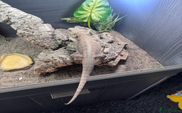 Bearded Dragon reptiles for sale: Bearded dragon with full set up  - Image 17