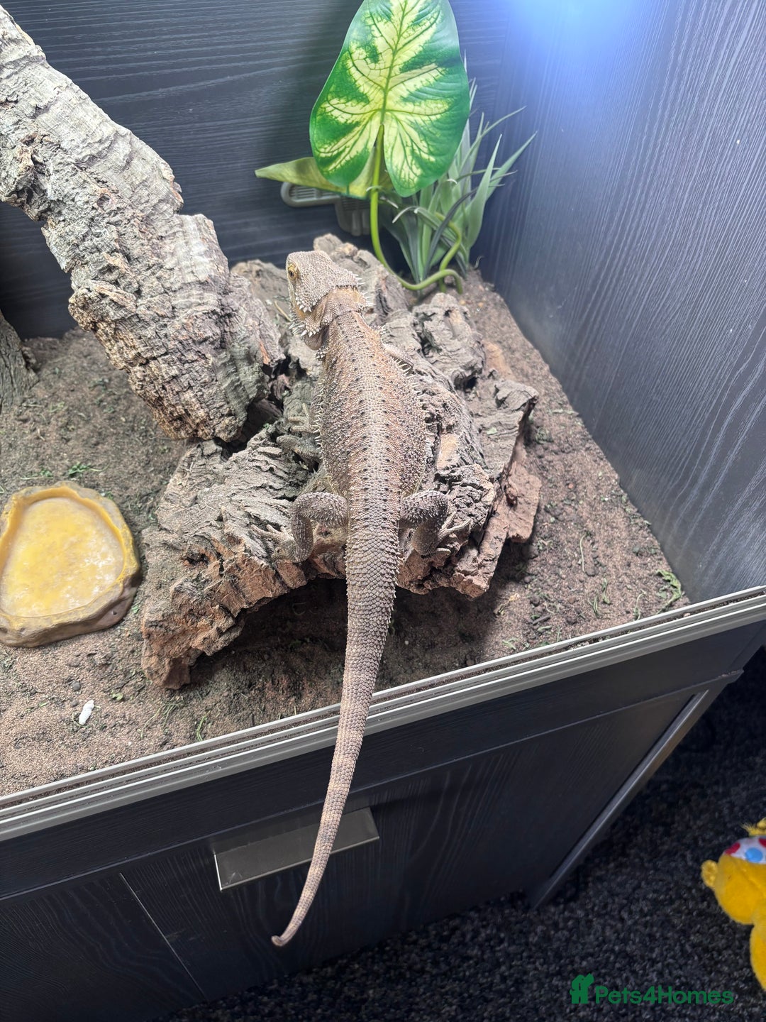 Bearded Dragon reptiles for sale: Bearded dragon with full set up  - Image 17