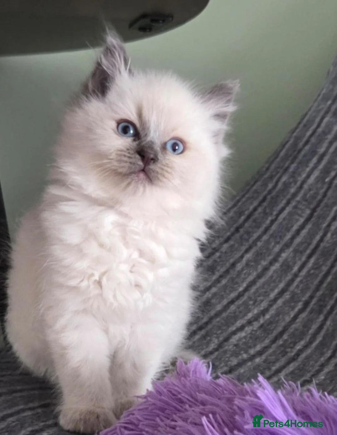 Ragdoll cats for sale: Ragdoll Kittens Boys available  - Advert 2