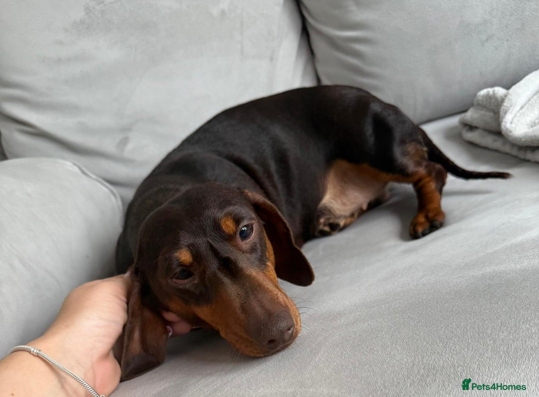 Miniature Dachshund dogs for sale: Beautiful lulu miniature dachshund  - Image 12