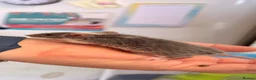 Mouse rodents for sale: Baby female fancy mice  - Advert 2