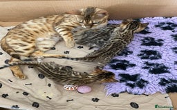 Bengal cats for sale: Beautiful 💜 Health tested TICA Bengal kittens  - Image 2