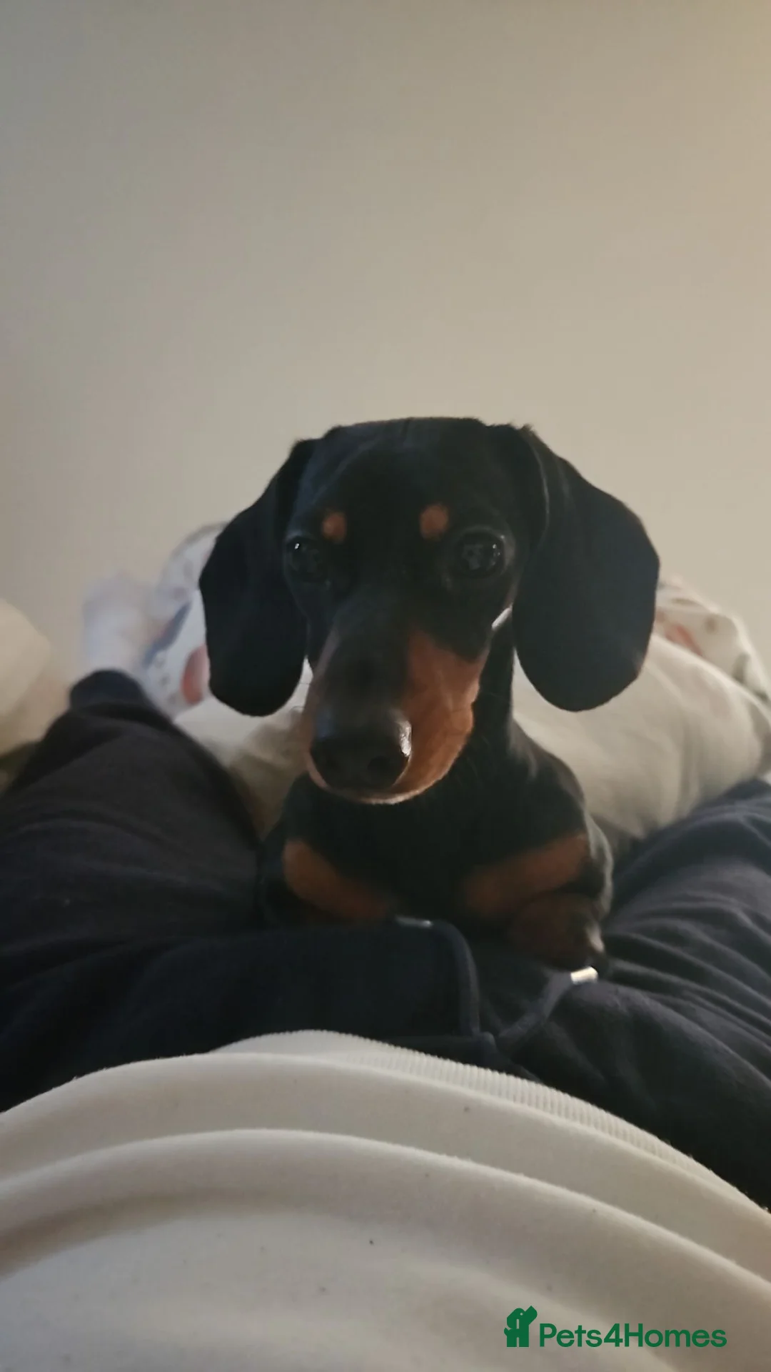 Miniature Dachshund dogs for sale: Beautiful smooth haired miniature duchounds - Advert 2