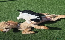Maltipoo dogs for sale: Maltipoo puppies ready now  - Image 4