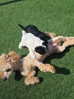 Maltipoo dogs - Advert 3