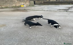 Border Collie dogs for sale: Stunning Border Collie pups looking for 5⭐️ homes. - Image 3